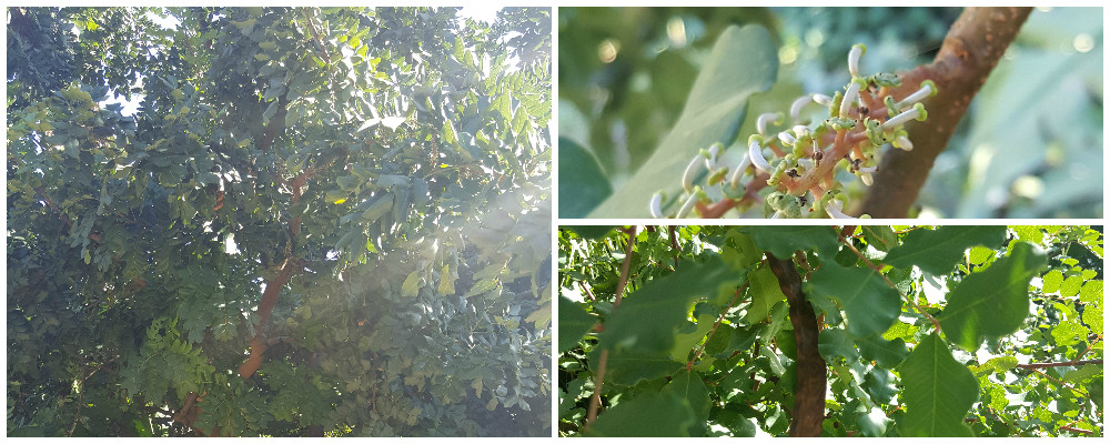 Bioparco di Sicilia - ceratonia siliqua