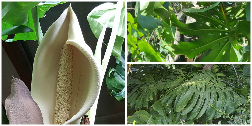 Bioparco di Sicilia - Monstera Deliciosa
