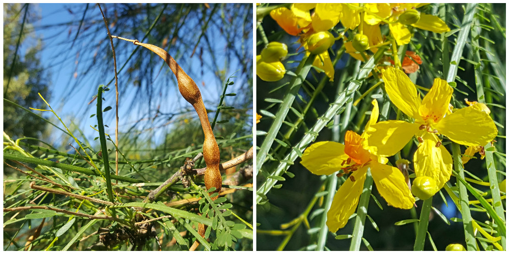 Bioparco di Sicilia - Parkinsonia aculeata