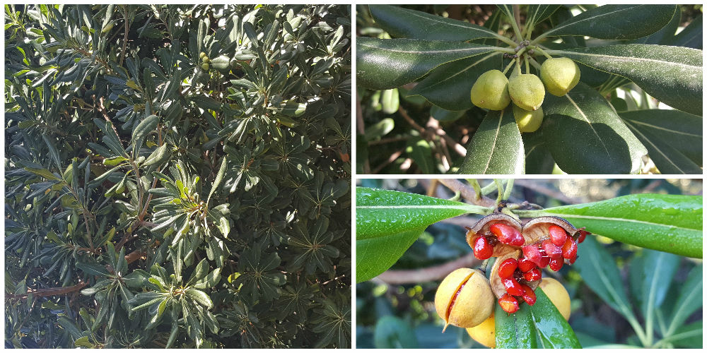 Bioparco di Sicilia - Pittosporum Tobira