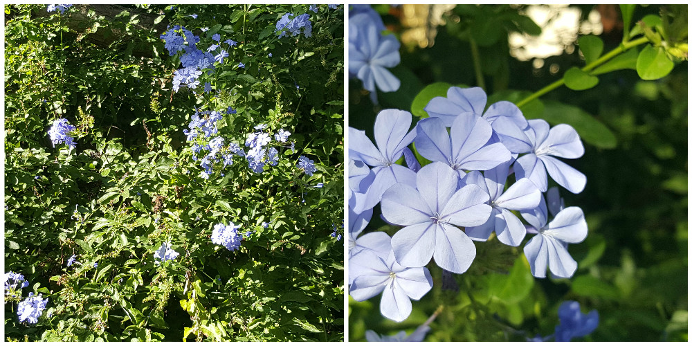 Bioparco di Sicilia - Plumbago auriculata
