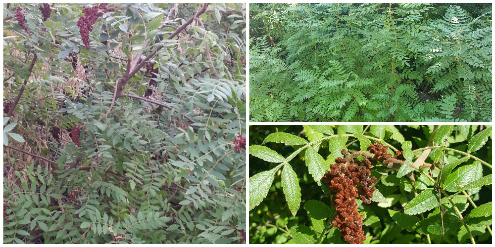 Bioparco di Sicilia - rhus coraria