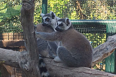Bioparco di Sicilia - Lemure