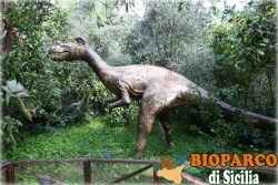 Bioparco di Sicilia - oviraptor