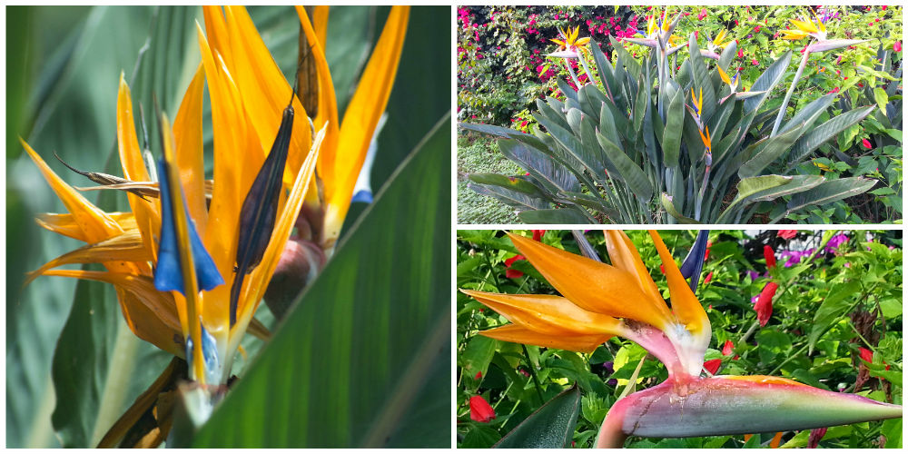 Bioparco di Sicilia - strelitzia reginae